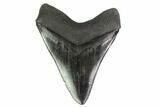 Serrated, Fossil Megalodon Tooth - Huge Tooth! #137064-2